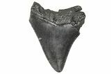 Juvenile Megalodon Tooth - South Carolina #360935-1